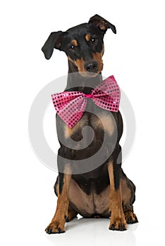 Pinscher dog with bow tie on white background