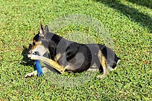 Pinscher dog lying on grass biting toy
