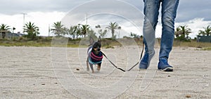 Pinscher dog walking with his master on the beach
