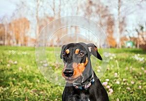 Pinscher dwarf mini on a walk, dog on a walk in nature, dwarf Pinscher portrait close up