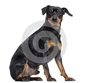 Pinscher and Jagterrier crossbreed, isolated on white, sitting