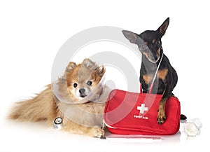 Pinscher and spitz