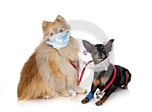 Pinscher and spitz in studio