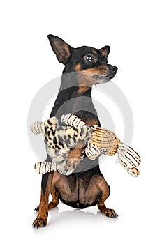 Pinscher in studio