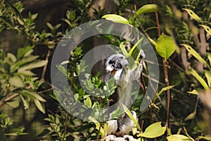 Pinscher Tamarin - Saguinus oedipus sitting on a branch among green leaves and holding a leaf in its paw with beautiful light and