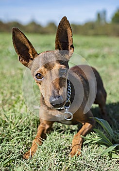 Pinsher in obedience