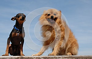 Pinsher and spitz