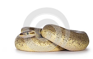 Pinstripe Cinnamon Pastel Fire Ballpython on white