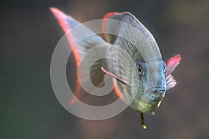 Pinstripe Damba Cichlid