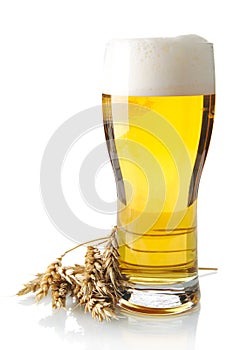 Pint of beer on table with ears of wheat isolated on white