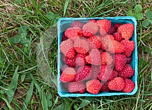 Pint of Raspberries