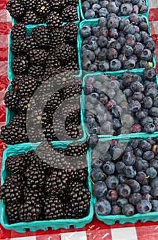 Pint Rows of Blueberries and Black Hull Berries