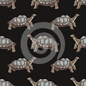 Pinta island turtle seamless pattern