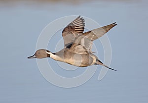 Pintail