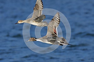 Pintail Duck drake and hen fly low over choppy Esquimalt Lagoon on winter morning photo