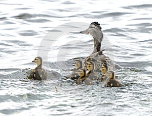 Pintail Duck Family