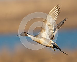 Pintail Duck in Flight