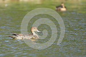 Pintail duck on the lake