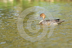 Pintail duck on the lake