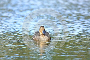 Pintail duck on the lake