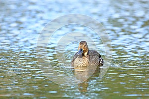 Pintail duck on the lake