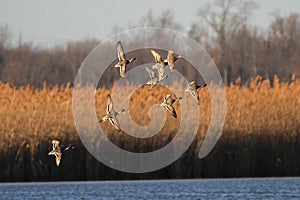 Pintail Ducks at Sunset