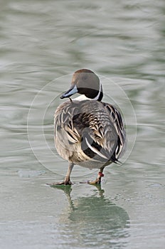 Pintail on the frozen lake Val Campotto Italy photo