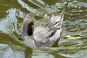Pintail or northern pintail Anas acuta duck water