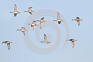 Pintails in Flight