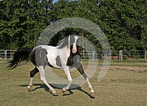 Pinto Arabian Gelding