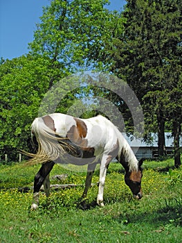 Pinto Arabian Mare