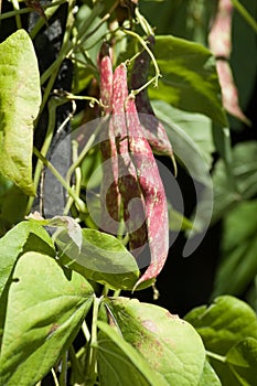 Pinto beans