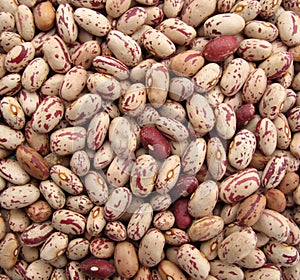 Pinto beans multicolor