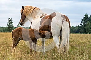 Pinto or Brown and white colored Icelandic horse feeding its foal