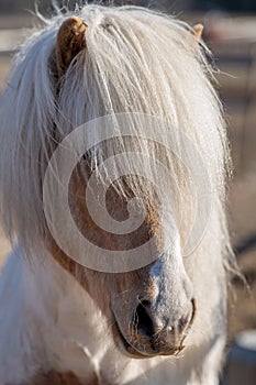 Pinto colored Icelandic horse with long white mane in sunlight