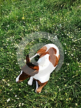 Pinto foal resting in a green meadow, top view. Lush green grass and a young horse