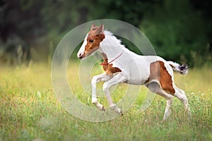 Pinto foal run