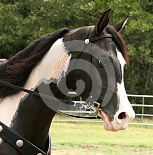 Pinto Gelding