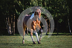 Pinto gelding horse galloping in green field