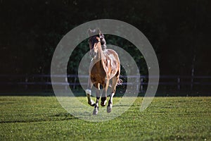 Pinto gelding horse galloping in green field
