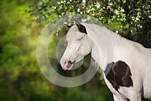 Pinto horse in blossom