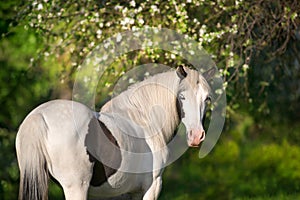 Pinto horse in blossom