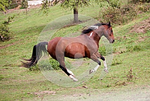 Pinto horse gallop powerful free in meadow