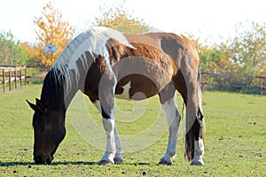 A Pinto horse grazing in a farm