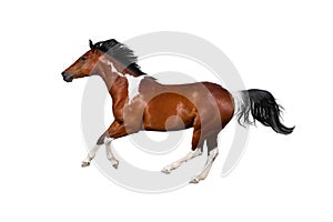 Pinto horse isolated