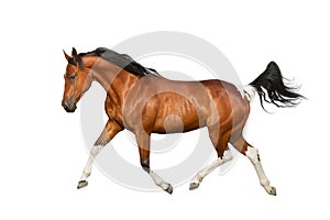 Pinto horse isoletad on white