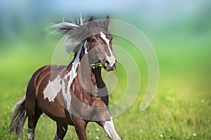 Pinto horse with long mane