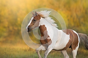 Pinto horse with long mane