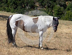 Pinto Horse Looking at Camera through Fly Mask