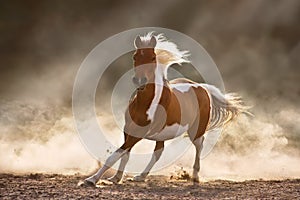 Pinto horse run gallop in sunligh